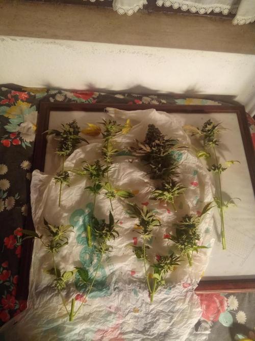 Indoor 2025 -150w- Grow the Jungle 150w0. Week 16 - Bcn #1