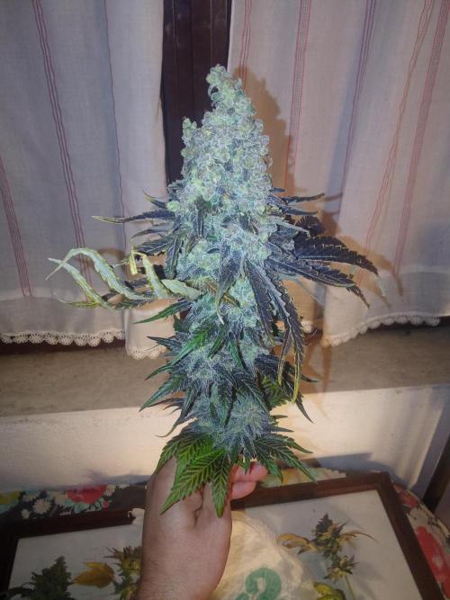 Indoor 2025 -150w- Grow the Jungle 150w0. Week 16 - Bcn #1