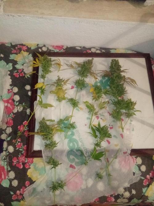 Indoor 2025 -150w- Grow the Jungle 150w0. Week 16 - Bcn #2