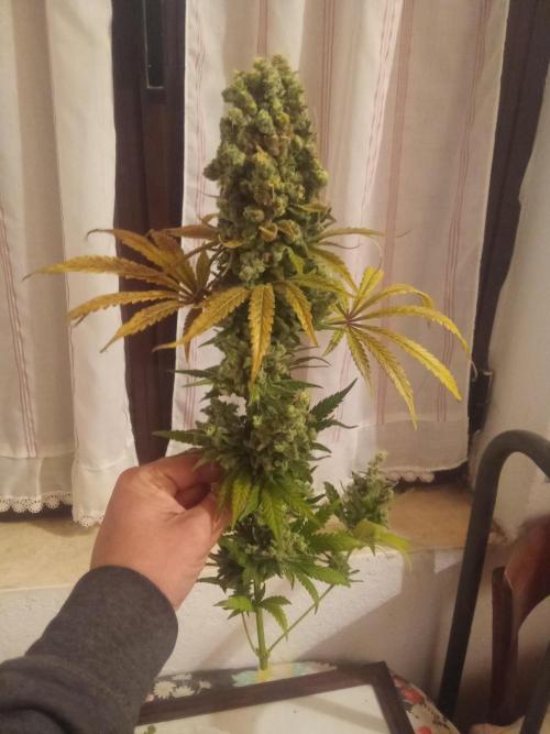 Indoor 2025 -150w- Grow the Jungle 150w0. Week 16 - Bcn #2