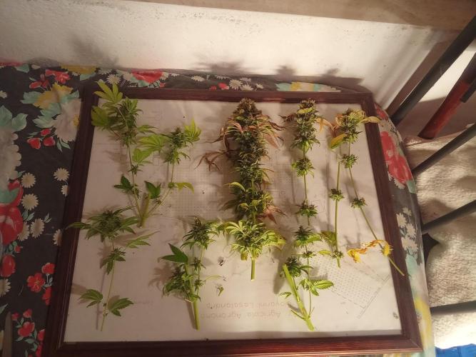 Indoor 2025 -150w- Grow the Jungle 150w0. Week 15 - Lemon sorbet #2