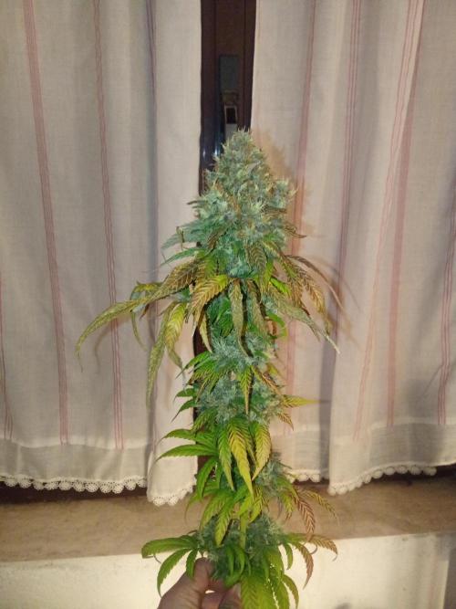 Indoor 2025 -150w- Grow the Jungle 150w0. Week 15 - Lemon sorbet #2 big bud