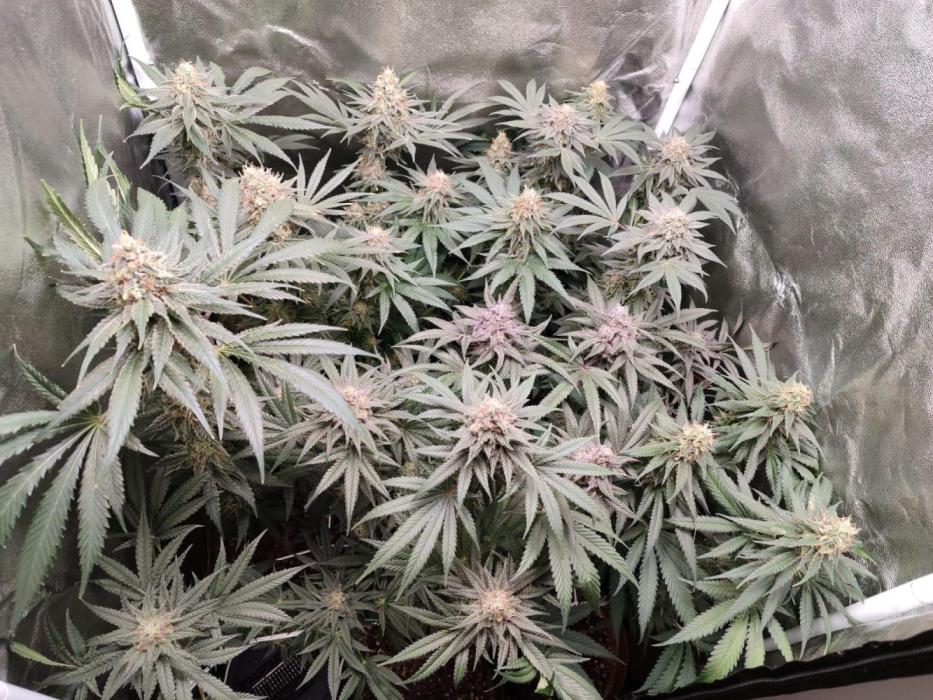 Indoor 2025 -100w-Ts 600 SETUP-. Week 14