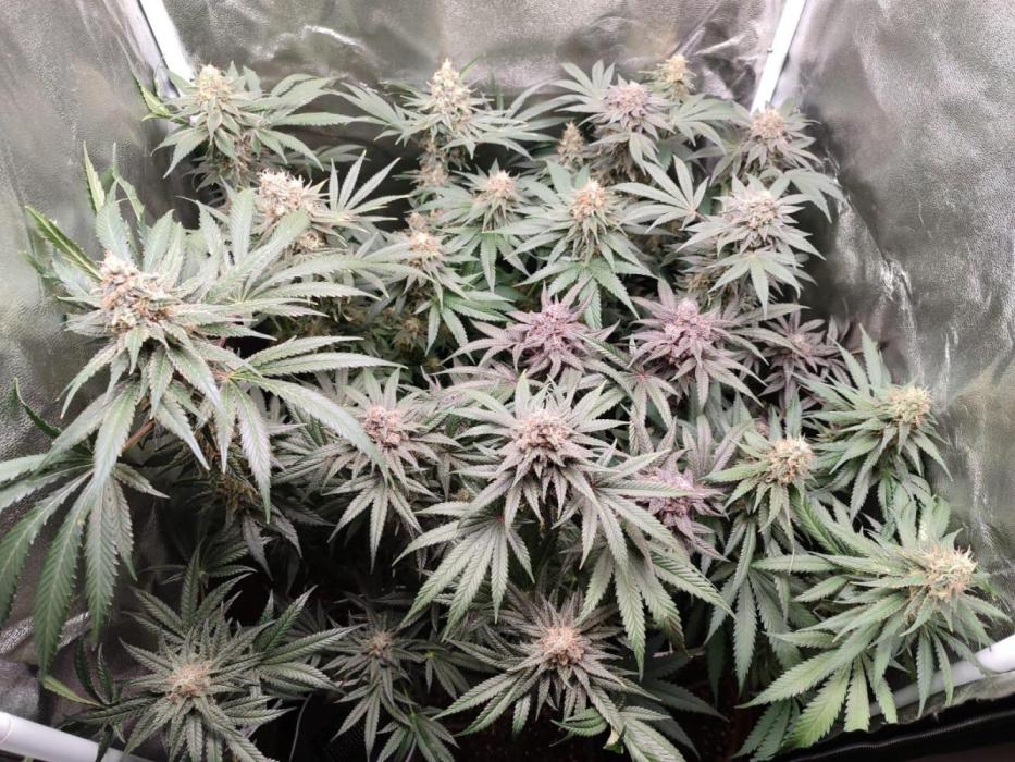 Indoor 2025 -100w-Ts 600 SETUP-. Week 15