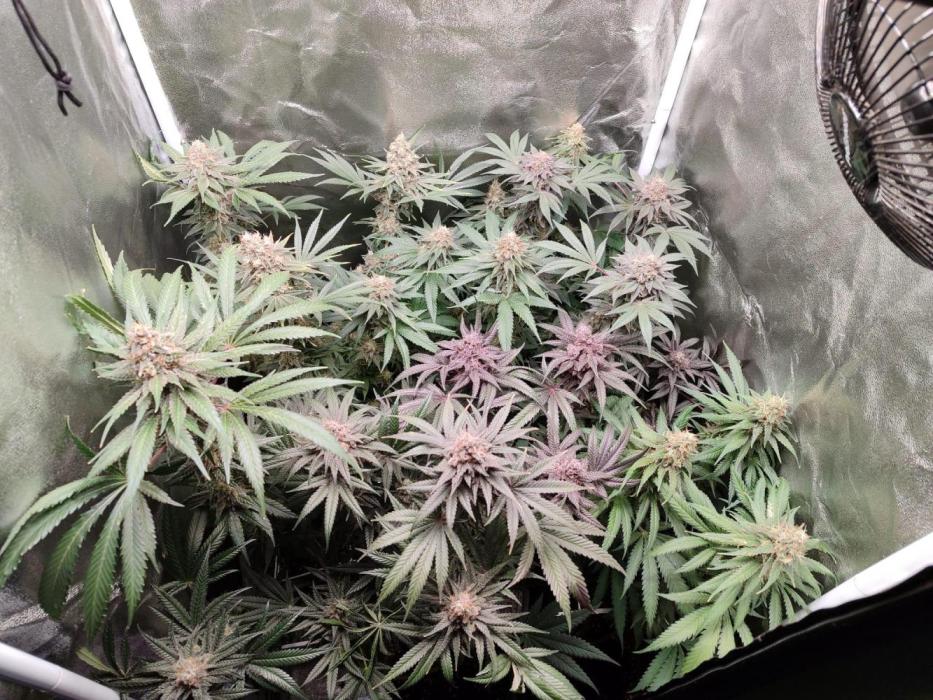 Indoor 2025 -100w-Ts 600 SETUP-. Week 16