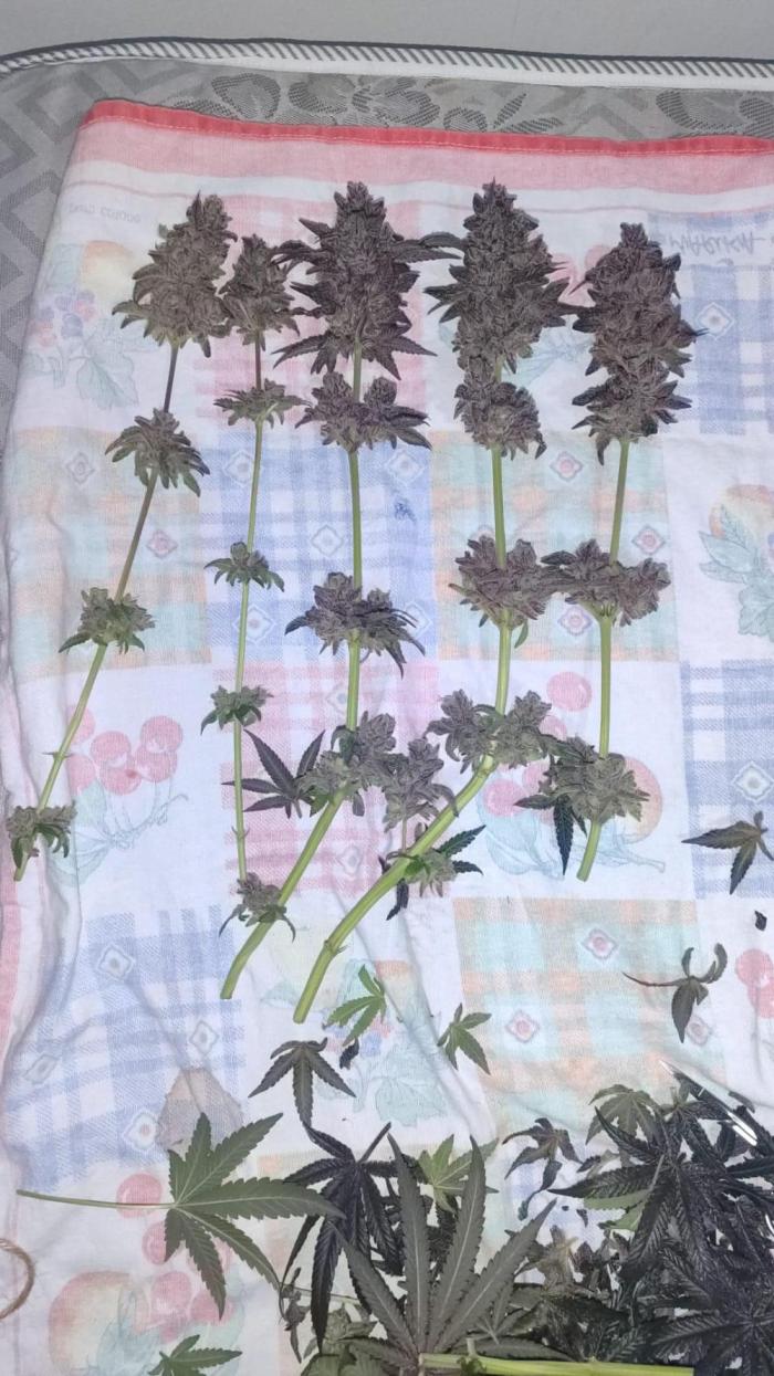 Indoor 2025 -100w-Ts 600 SETUP-. Week 17 - Cheese #1