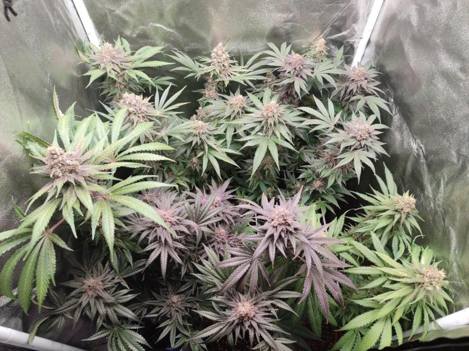 Indoor 2025 -100w-Ts 600 SETUP-. Week 17