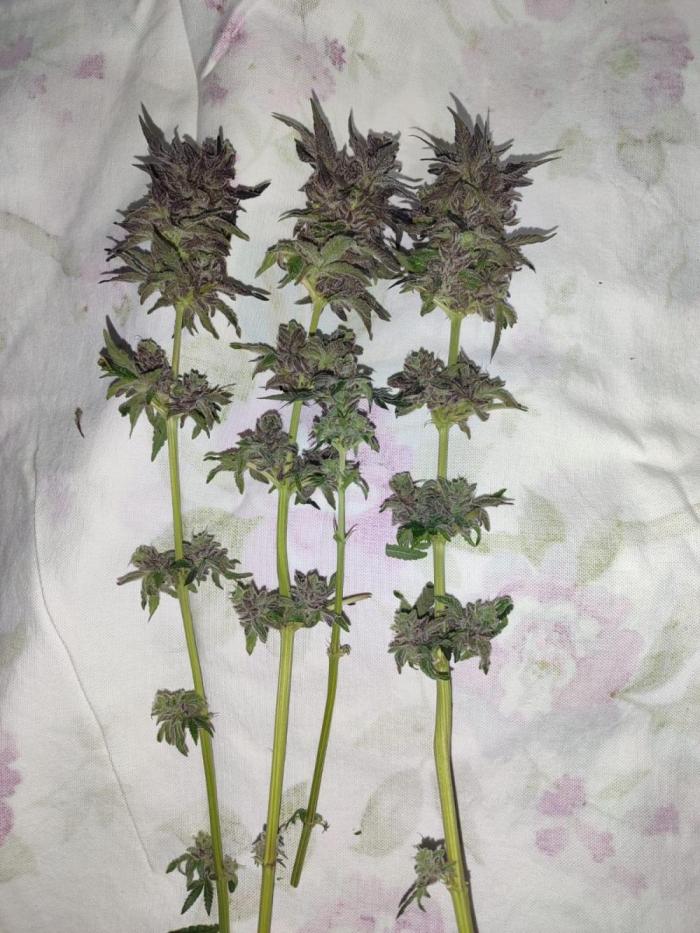 Indoor 2025 -100w-Ts 600 SETUP-. Week 19