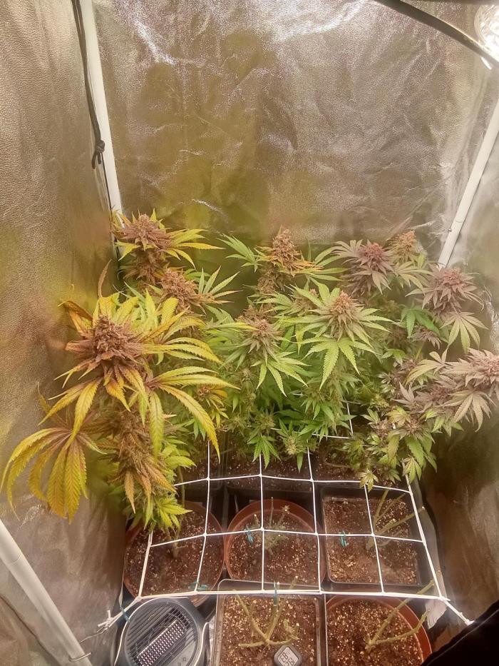 Indoor 2025 -100w-Ts 600 SETUP-. Week 19