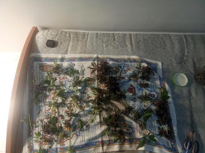 Indoor 2025 -100w-Ts 600 SETUP-. Week 17 - Cheese #2