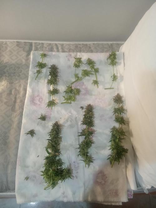 Indoor 2025 -100w-Ts 600 SETUP-. Week 19 - Amensia #2