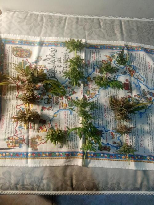 Indoor 2025 -100w-Ts 600 SETUP-. Week 19 - Banana #2