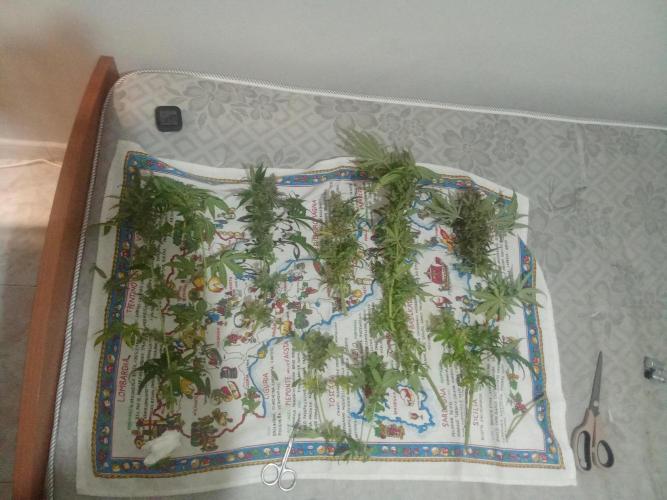 Indoor 2025 -100w-Ts 600 SETUP-. Week 19 - Banana #3