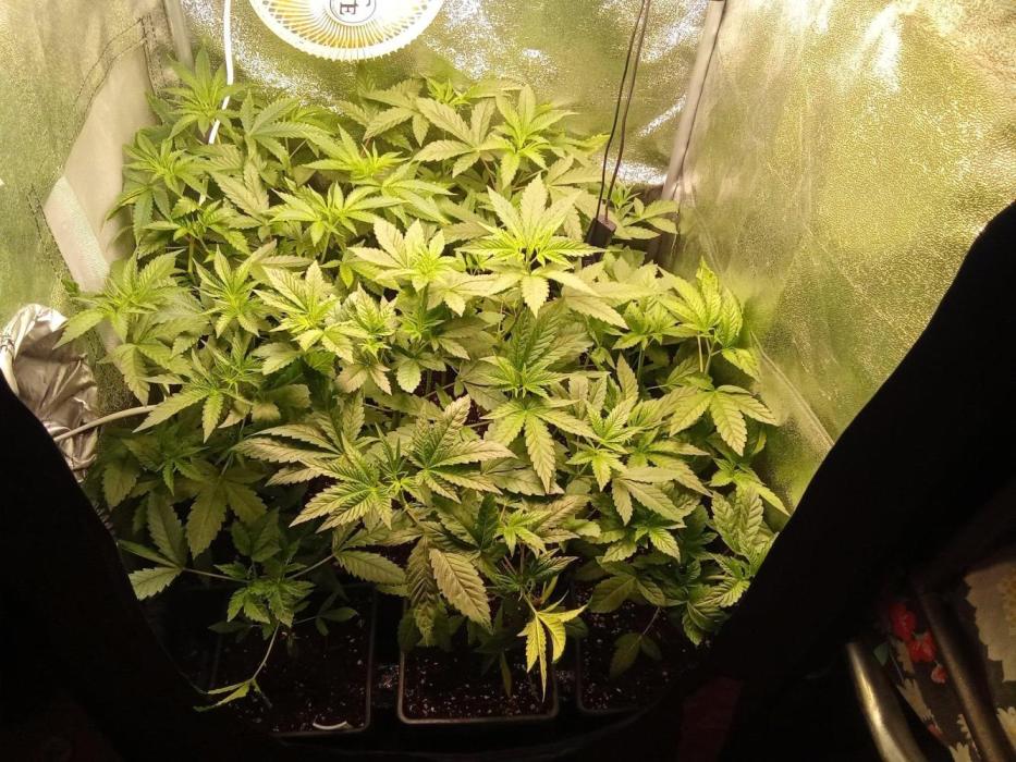 2026-Mainlining-Multistrain -150watt. Week 4