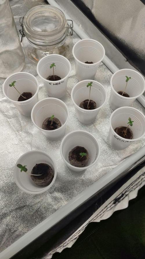 Ts-600_Autoflower cycle. Week 0