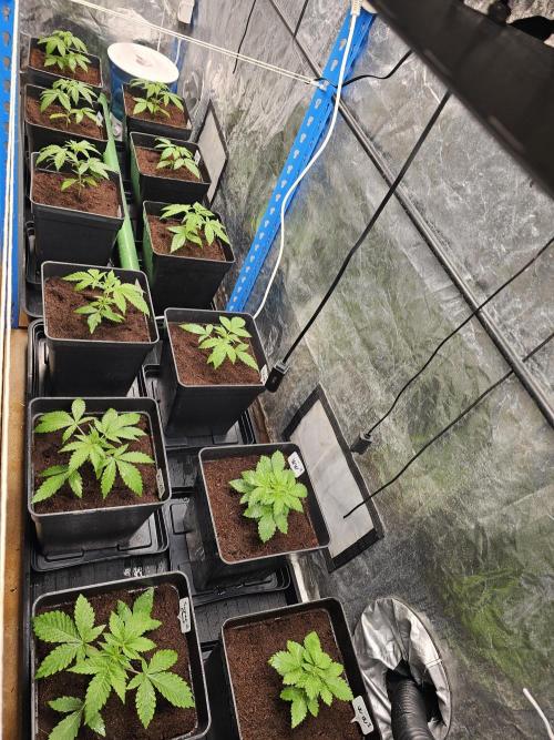 2025 diciembre. Week 3