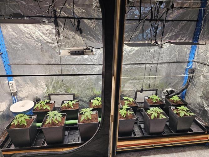 2025 diciembre. Week 3