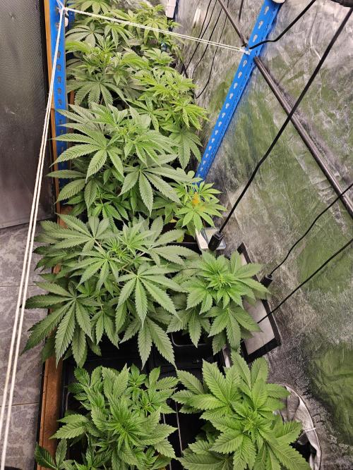 2025 diciembre. Week 5