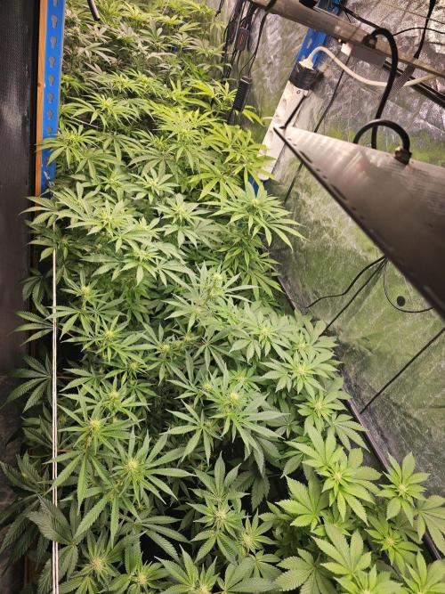 2025 diciembre. Week 8