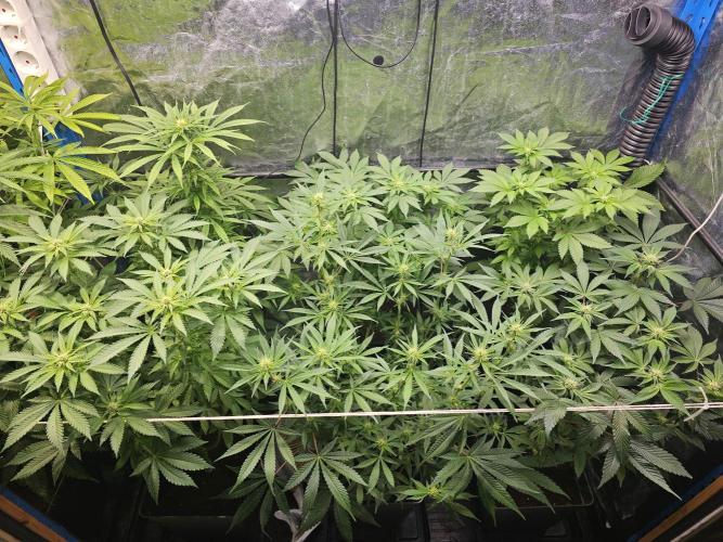 2025 diciembre. Week 8