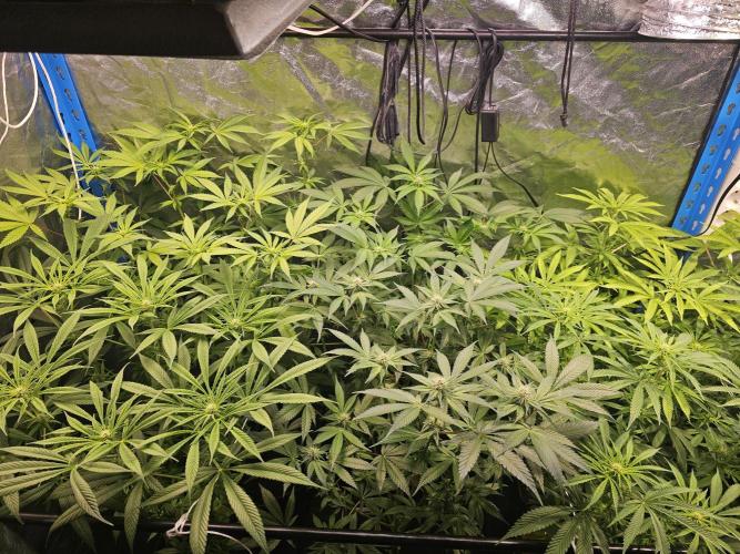 2025 diciembre. Week 8