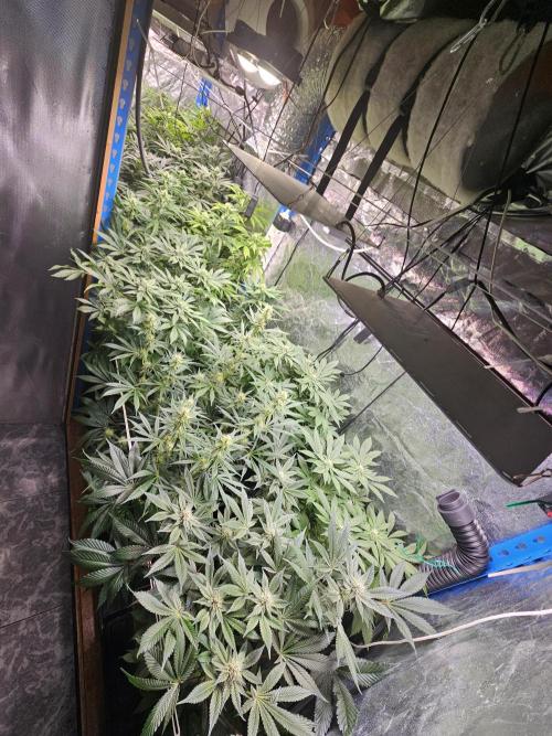 2025 diciembre. Week 9