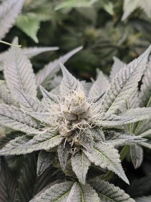 2025 diciembre. Week 11 - SUPER BOOF
