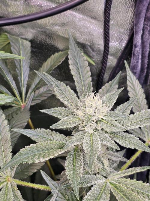 2025 diciembre. Week 11 - SUPER BOOF