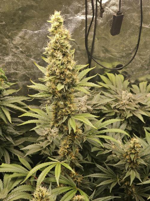 2025 diciembre. Week 13 - exodus cheese