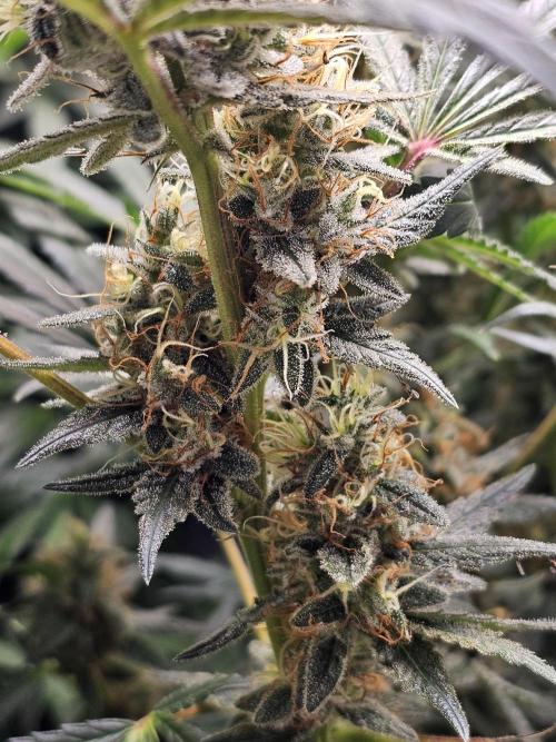 2025 diciembre. Week 13 - exodus cheese