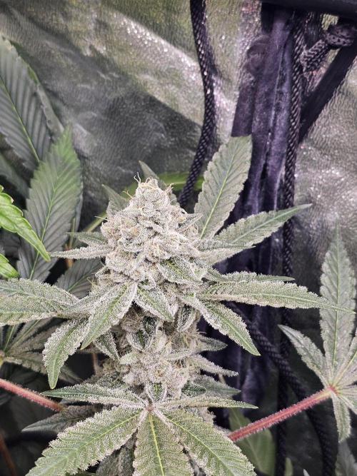 2025 diciembre. Week 13 - super boof