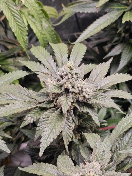 2025 diciembre. Week 13 - white widow