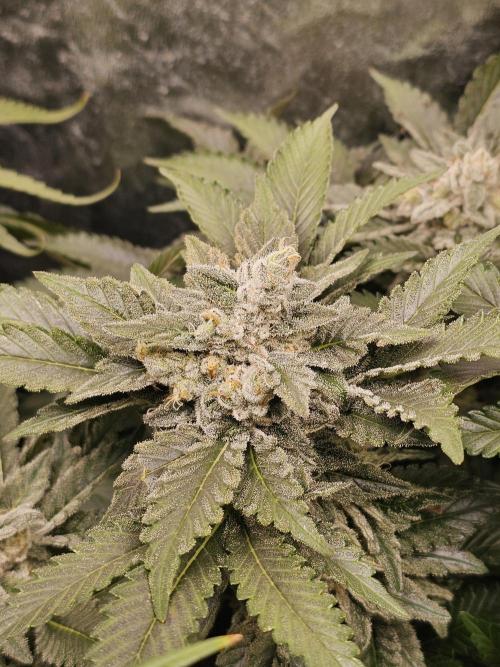 2025 diciembre. Week 13 - white widow