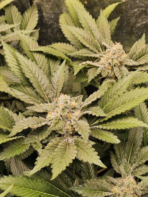 2025 diciembre. Week 13 - white widow