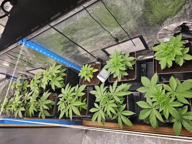 2025 diciembre. Week 4