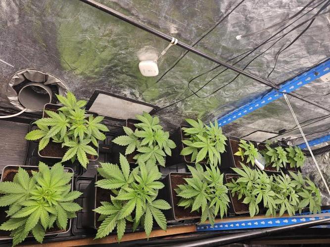 2025 diciembre. Week 4