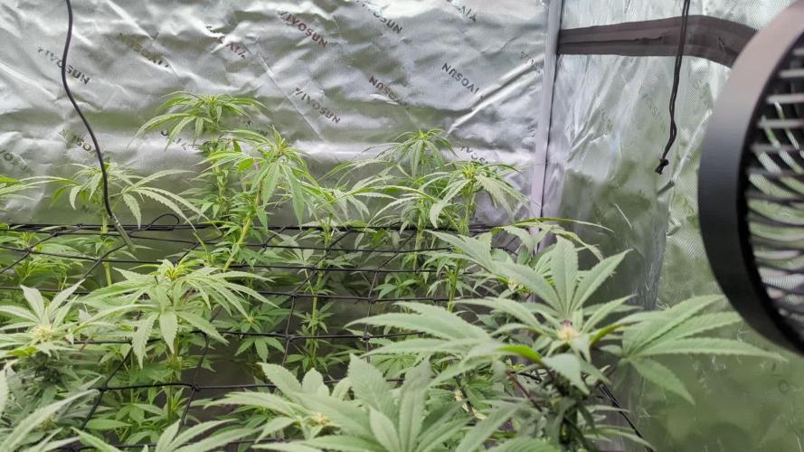 Outdoor Jack Herer Autos