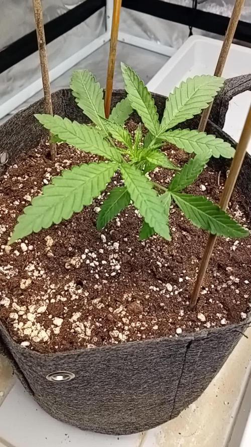 Dank Berry Anesia Seeda