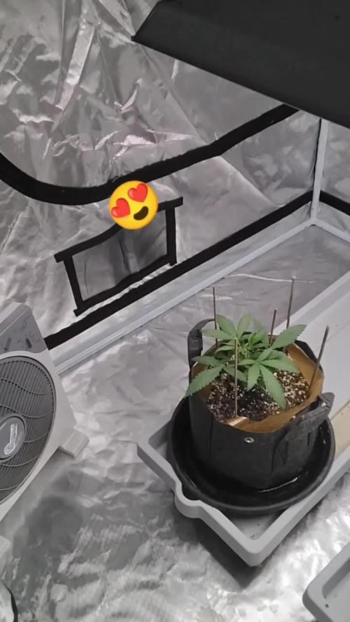 Dank Berry Anesia Seeda