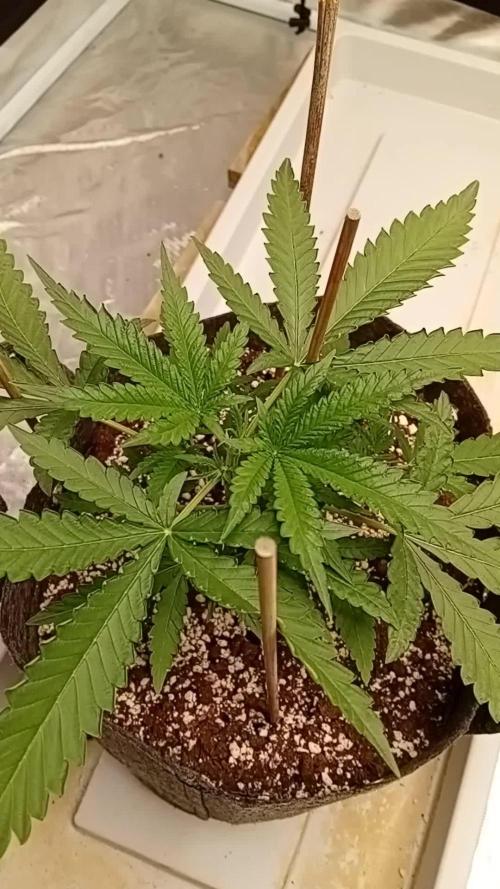 Dank Berry Anesia Seeda