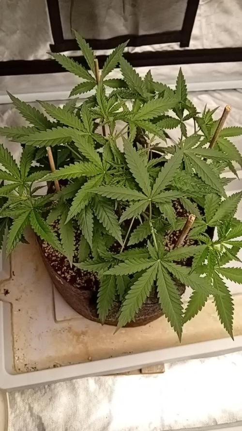 Dank Berry Anesia Seeda