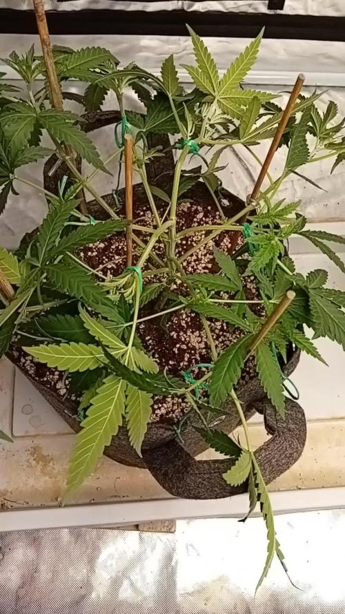 Dank Berry Anesia Seeda