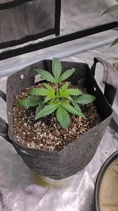 Pablo Escobar Auto Divine Seeds
