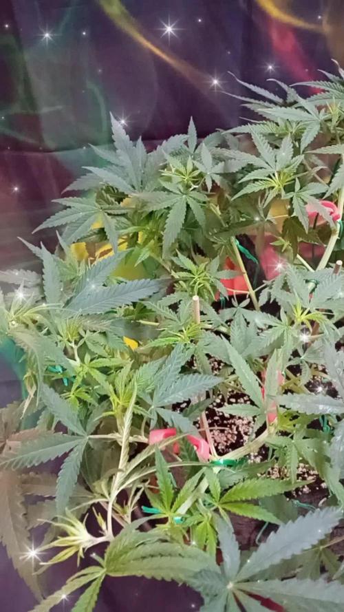 Dank Berry Anesia Seeda