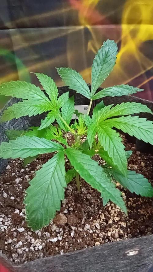 Pablo Escobar Auto Divine Seeds