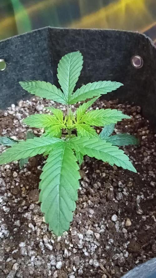 Divine Seeds Auto Fractal