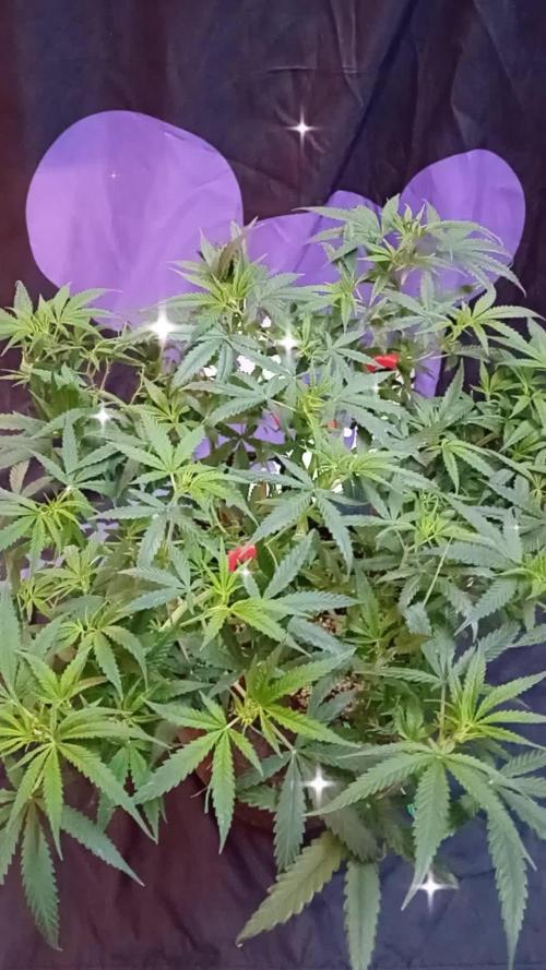 Dank Berry Anesia Seeda