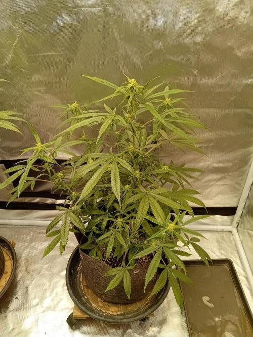 Divine Seeds Auto Fractal. Week 8