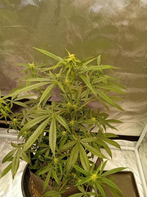 Divine Seeds Auto Fractal. Week 8