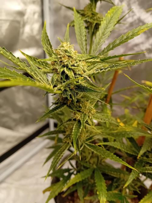 Pablo Escobar Auto Divine Seeds. Week 10